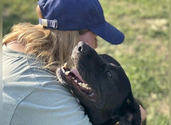 Kobold, geboren 01.09.2023, 52cm sucht sein Zuhause