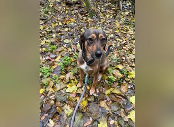 Pircsi, 2 Jahre, 42cm sucht ihr Körbchen
