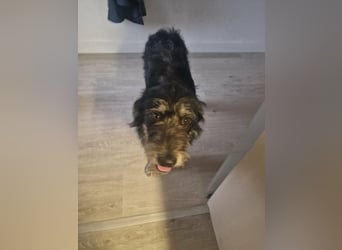 Timon, geb. 12.2025, 44cm sucht seine Abenteurer