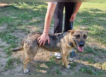 Greta, geb. 05.2021, 48cm, sucht ihr zu Hause