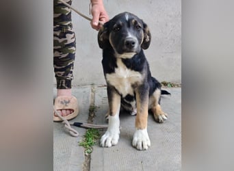 Borisz, geboren 28.12.2025, 42cm sucht sein Körbchen
