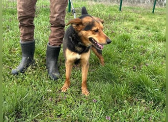 Gombi, geboren 01.08.2021, 50cm sucht seine Leute