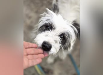 Panda, geb. 08.2024, 48cm, sucht ihre Menschen fürs Leben