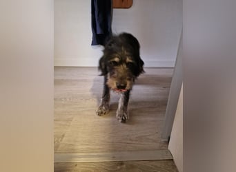 Timon, geb. 12.2025, 44cm sucht seine Abenteurer