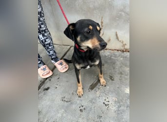 Mirella, geboren 05.12.2023, 46cm sucht ihre Menschen