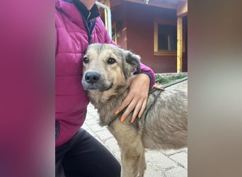 Ada, geb. 09.2022, 52 cm wartet auf ihr Glück