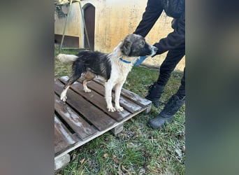 Fanni, geboren 01.11.2024, 49cm sucht ihr Plätzchen