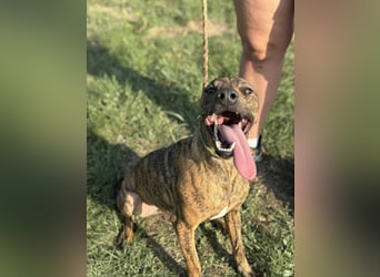 Cosmo, geboren 09.2023, 49cm sucht sein Abenteuer