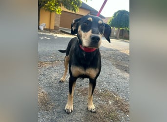 Bella, geboren 05.07.2022, 50cm sucht ihr Zuhause