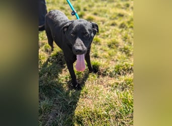 Thyson, geb. 04.2024, 50cm, sucht sein für-immer-Körbchen