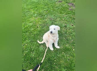 Fanny, 17.06.2025 geboren, 45cm sucht neues Zuhause (Pflegestelle in Deutschland)