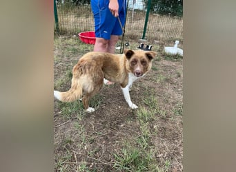 Yoko, geboren 15.06.2022, 50cm sucht ihr Zuhause