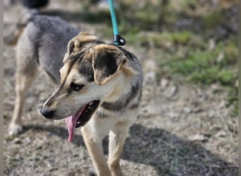 Vitez, geb. 09.2025, 44cm, sucht seine Menschen