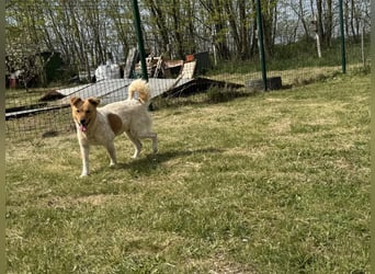 Ginger, geboren 01.01.2022, 44cm sucht ihr Herzenszuhause