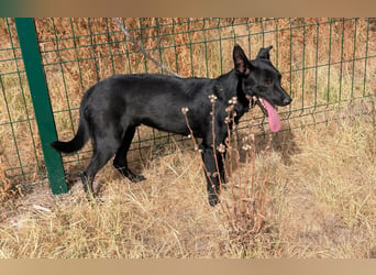 Houdini, geboren 01.11.2025, 45cm sucht sein Körbchen