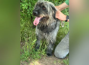 Ficko, geb. 08/2022, 47 cm, wartet auf seine Menschen