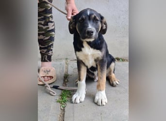 Borisz, geboren 28.12.2025, 42cm sucht sein Körbchen