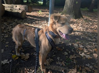 Luna, geboren 08.02.2026, 44cm sucht sicheres Zuhause (Pflegestelle Deutschland)
