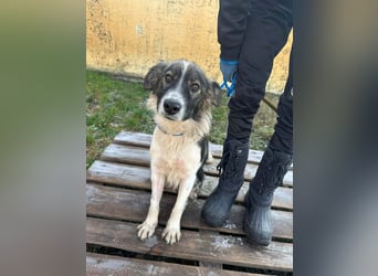 Fanni, geboren 01.11.2024, 49cm sucht ihr Plätzchen