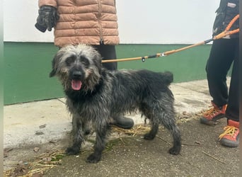 Ficko, geboren 10.08.2022, 47cm sucht sein Glück