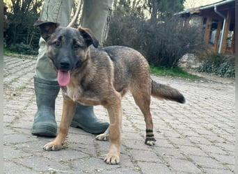 Mano, geb. 09.2024, 33cm sucht sein Körbchen