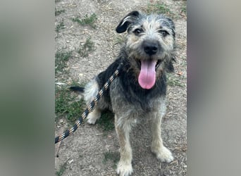 Ralf, geboren 01.08.2024, 49cm sucht sein für immer Zuhause