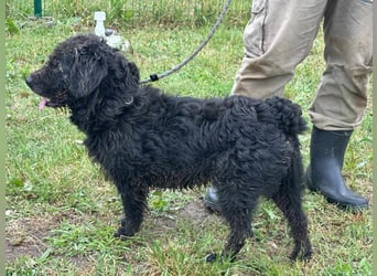 Liam, geboren 08.10.2018, 45cm sucht sein Zuhause