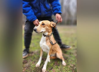 Törpie, 3 Jahre, 46cm sucht sein für immer Zuhause