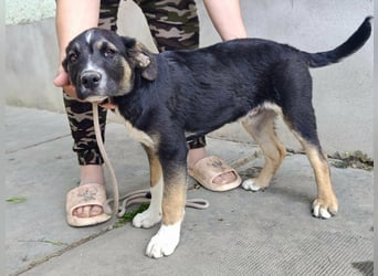 Borisz, geboren 28.12.2025, 42cm sucht sein Körbchen