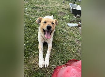 Ginger, geboren 01.01.2022, 44cm sucht ihr Herzenszuhause