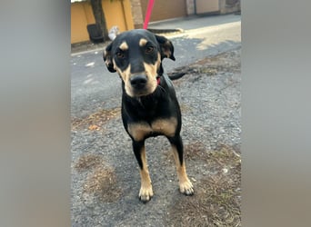 Bella, geboren 05.07.2022, 50cm sucht ihr Zuhause