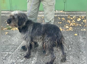 Ficko, geb. 08/2022, 47 cm, wartet auf seine Menschen