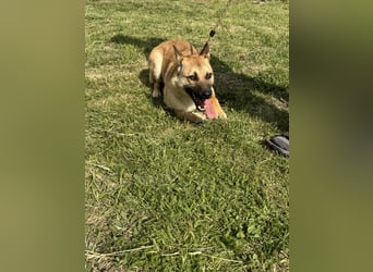 Joker, geboren 01.08.2024, 49cm sucht sein Abenteuer