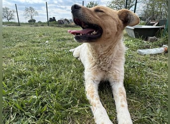 Ginger, geboren 01.01.2022, 44cm sucht ihr Herzenszuhause