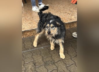 Ricky, geboren 10.01.2022, 44cm sucht tierliebes Zuhause
