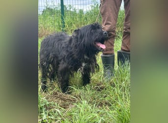 Rambo, geb. 03.2025, 42cm wartet auf sein für immer zu Hause