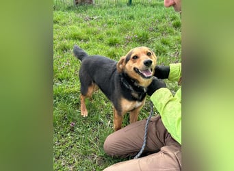 Gombi, geboren 01.08.2021, 50cm sucht seine Leute