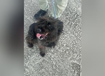 Emi, geboren 19.09.2018, 45cm sucht ihre Familie