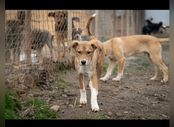 Barney wünscht sich seine Familie