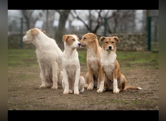 Barney wünscht sich seine Familie