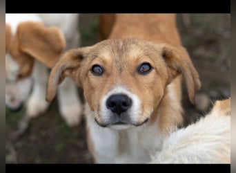 Barney wünscht sich seine Familie