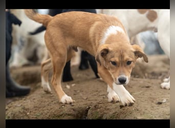 Barney wünscht sich seine Familie