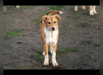 Barney wünscht sich seine Familie