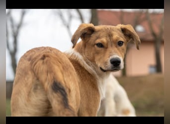 Barney wünscht sich seine Familie