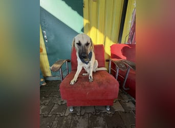 Handicap Hündin Smartie sucht ein Zuhause oder eine Pflegestelle