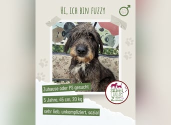 Fuzzy sucht sein Für-immer-Zuhause oder eine Pflegestelle
