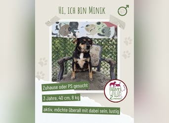 Minik sucht ein Zuhause oder eine Pflegestelle