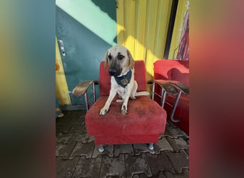 Handicap Hündin Smartie sucht ein Zuhause oder eine Pflegestelle
