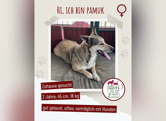 Wundervolle Pamuk sucht ein Zuhause