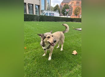Wundervolle Pamuk sucht ein Zuhause